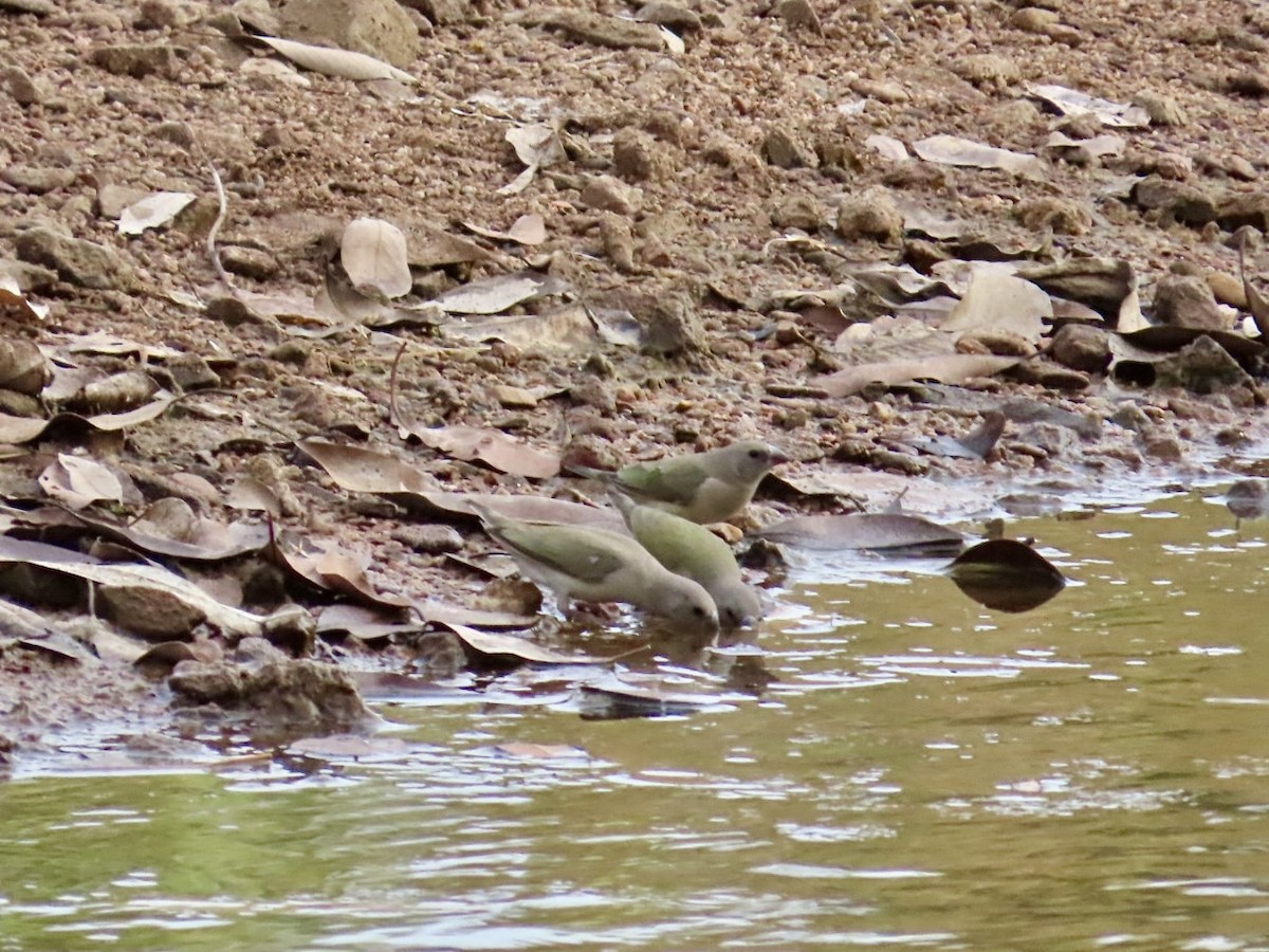 Gouldian Finch - ML646896178
