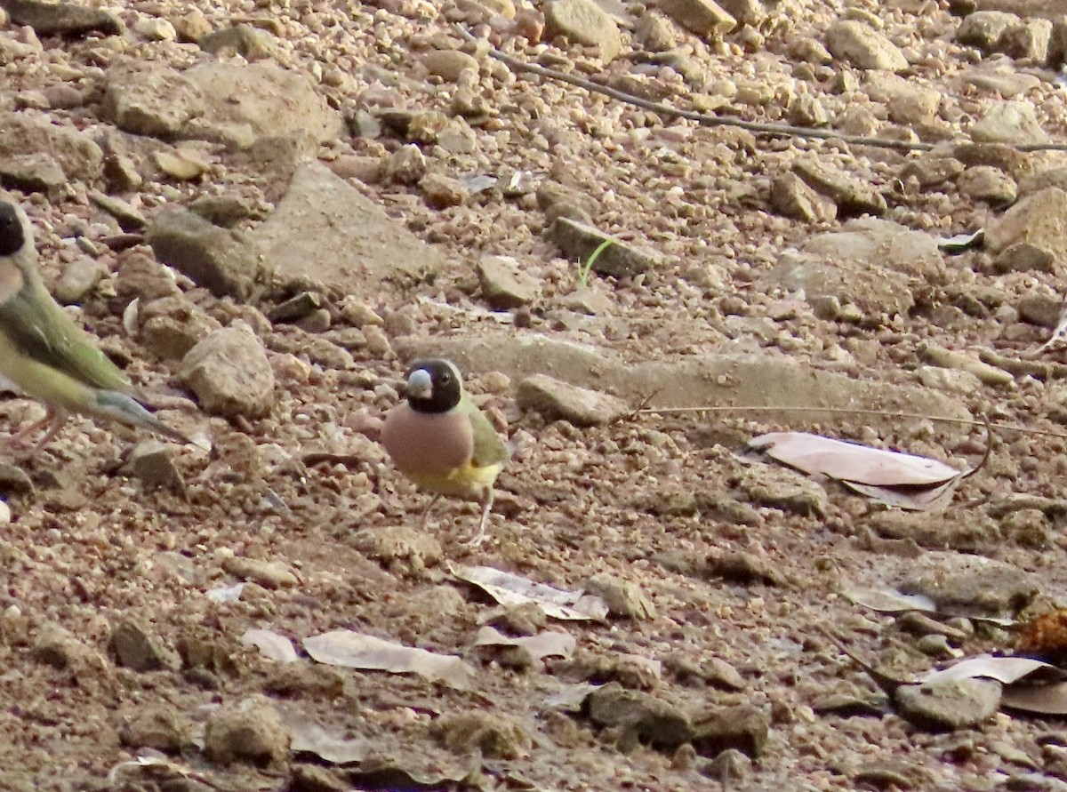 Gouldian Finch - ML646896180