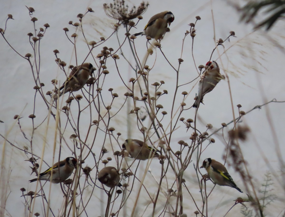 stehlík obecný - ML646896181