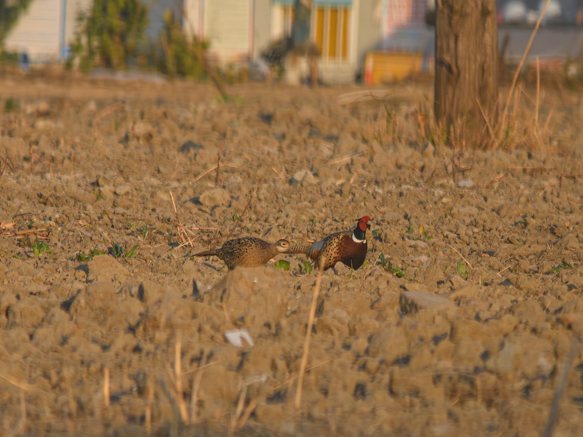 Jagdfasan - ML646896182