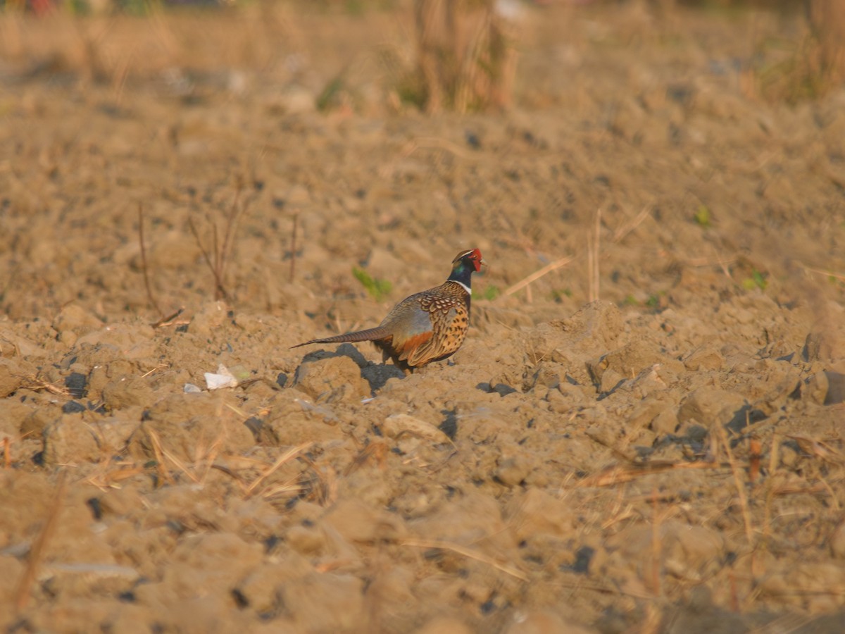 Jagdfasan - ML646896183