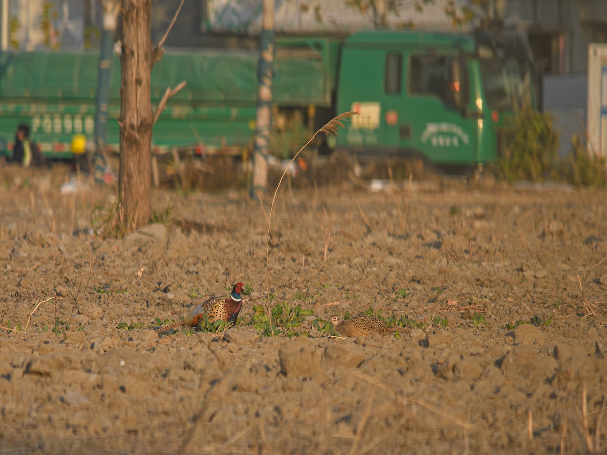 Jagdfasan - ML646896184