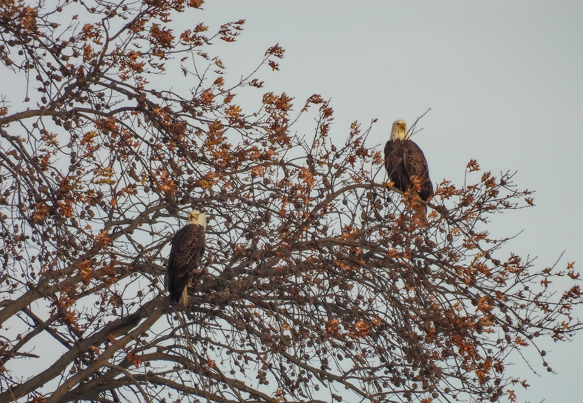 Bald Eagle - ML646896185