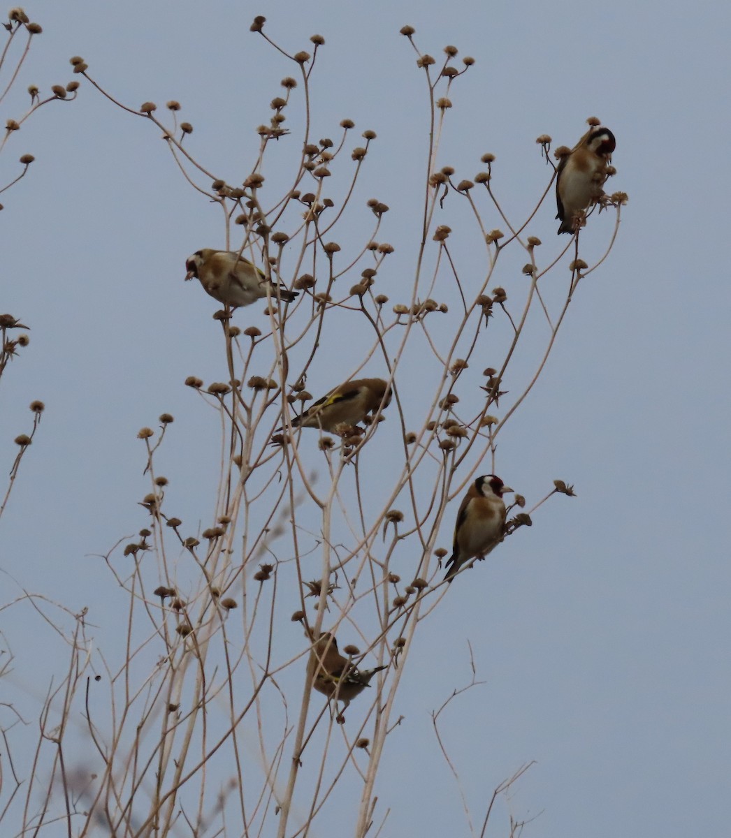 stehlík obecný - ML646896188