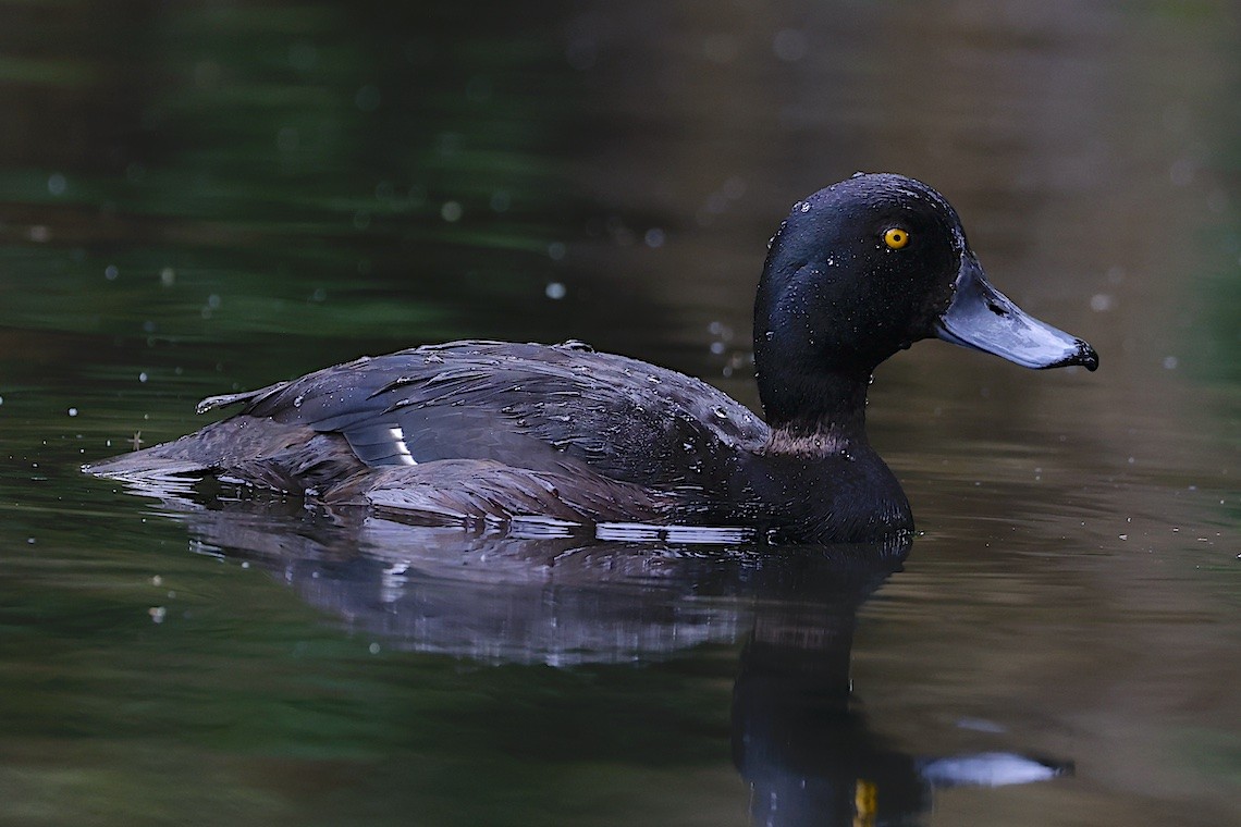 Yeni Zelanda Patkası - ML646896190