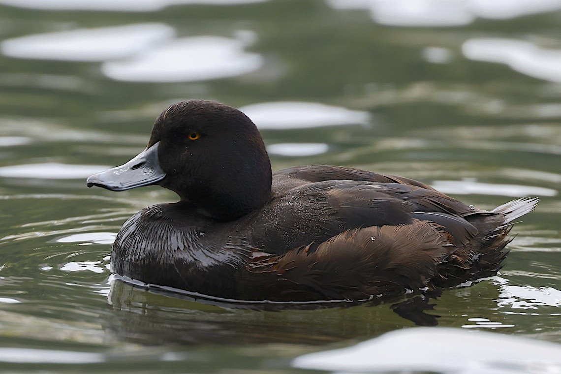 Yeni Zelanda Patkası - ML646896191
