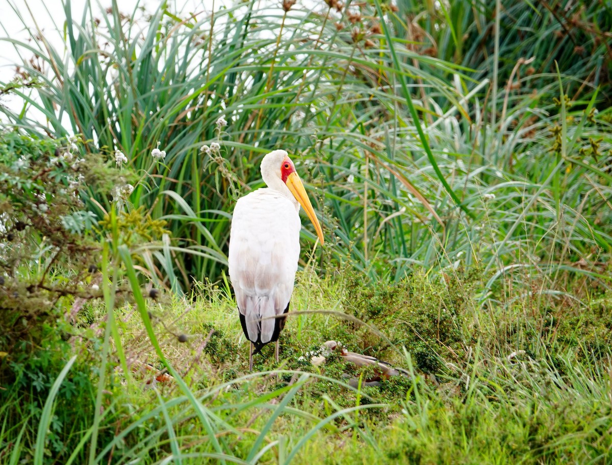 Yellow-billed Stork - ML646896197