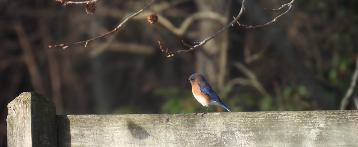 Eastern Bluebird - ML646896198