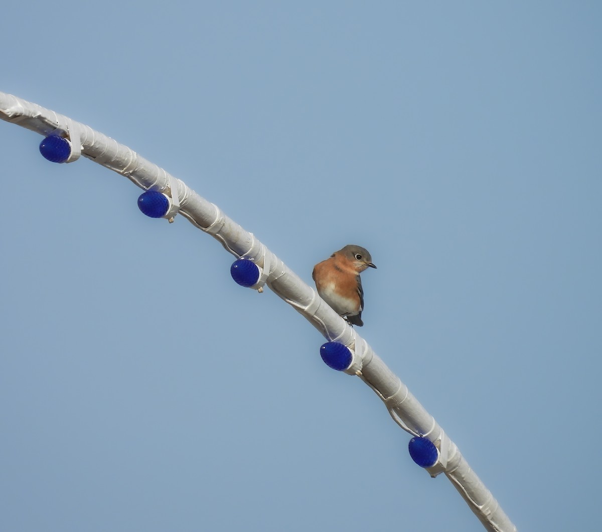 Eastern Bluebird - ML646896199