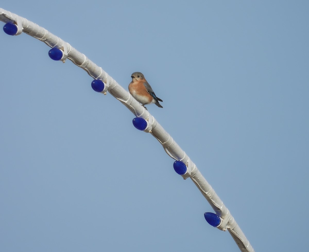 Eastern Bluebird - ML646896200