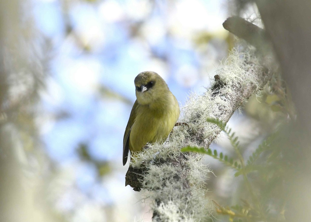 ハワイキバシリ - ML646896207