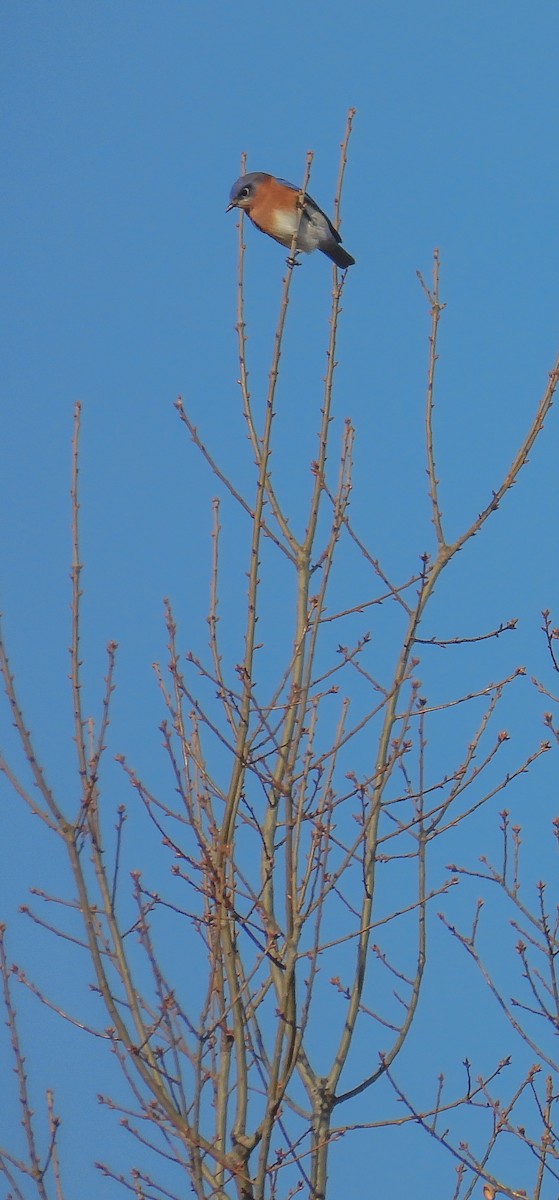 Eastern Bluebird - ML646896209