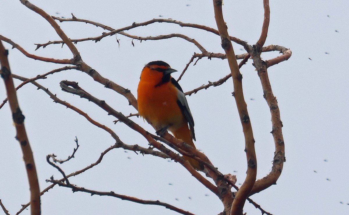 Turpial de Bullock - ML646896210