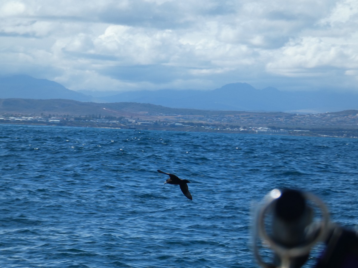 Pardela Gorjiblanca - ML646896211