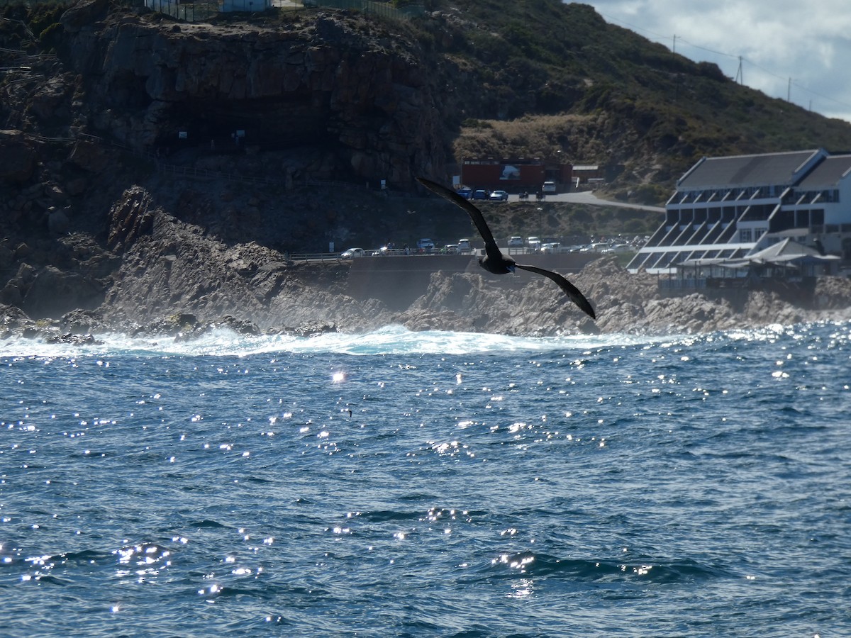 Pardela Gorjiblanca - ML646896212