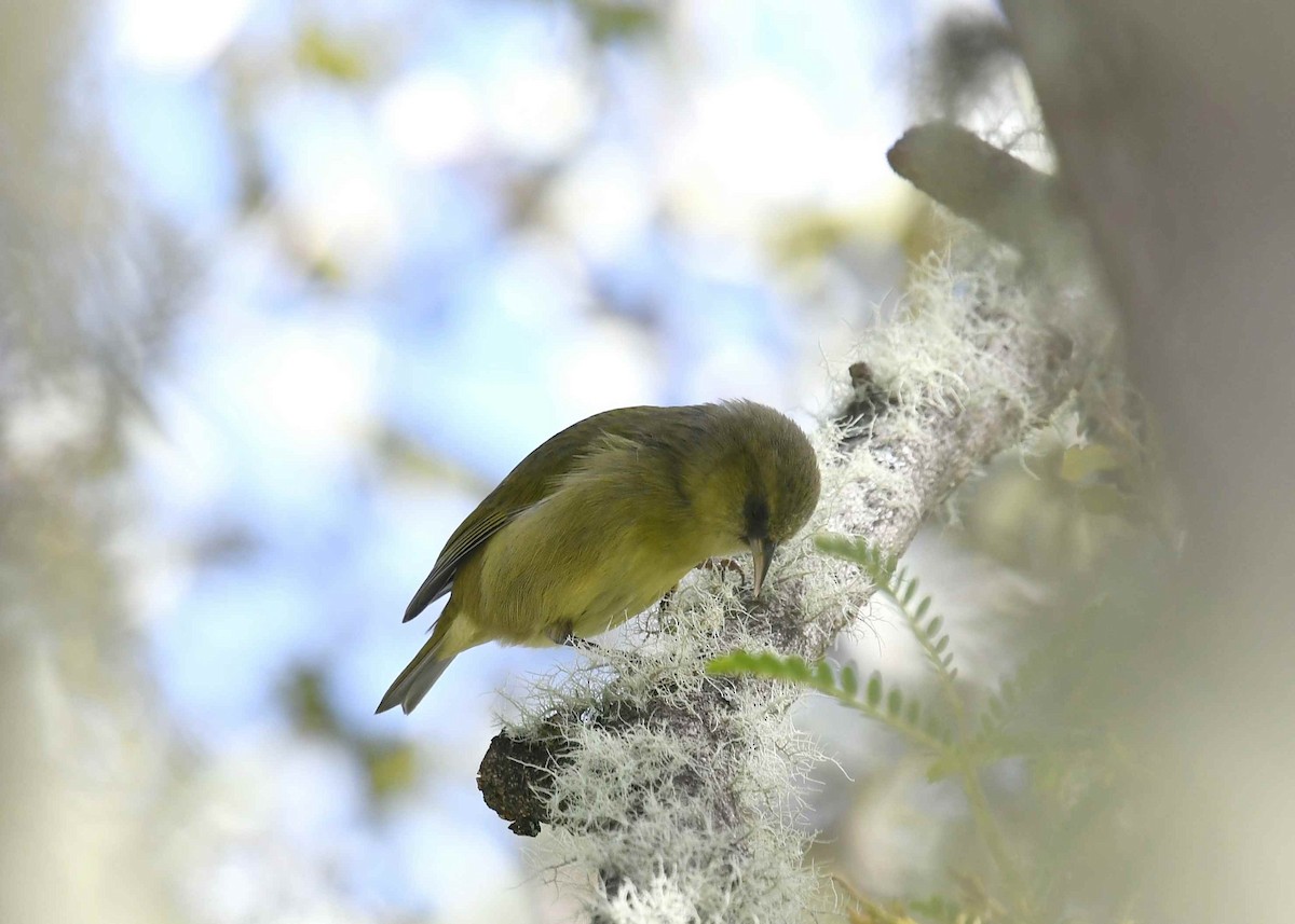 ハワイキバシリ - ML646896213