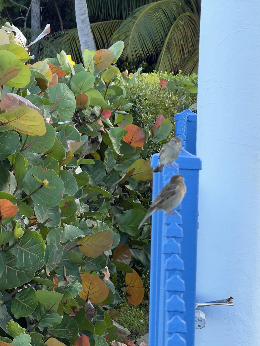 Passera oltremontana - ML646896218