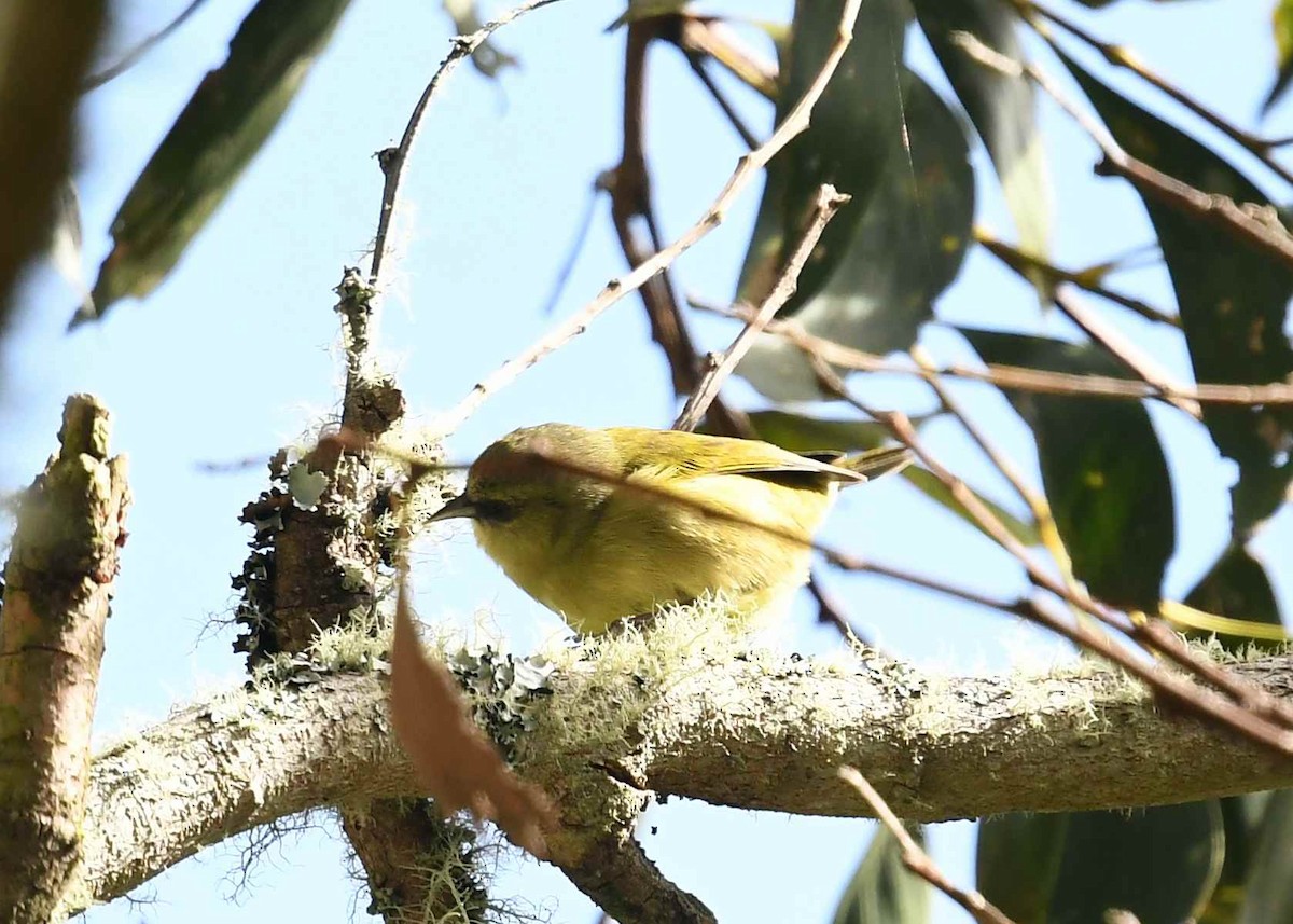 ハワイキバシリ - ML646896219