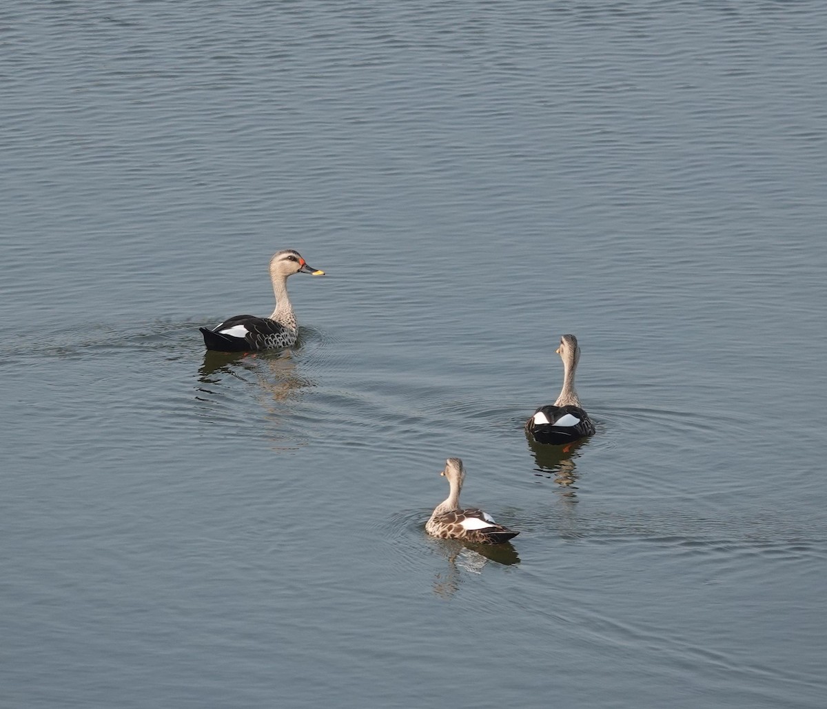 Indian Spot-billed Duck - ML646896222
