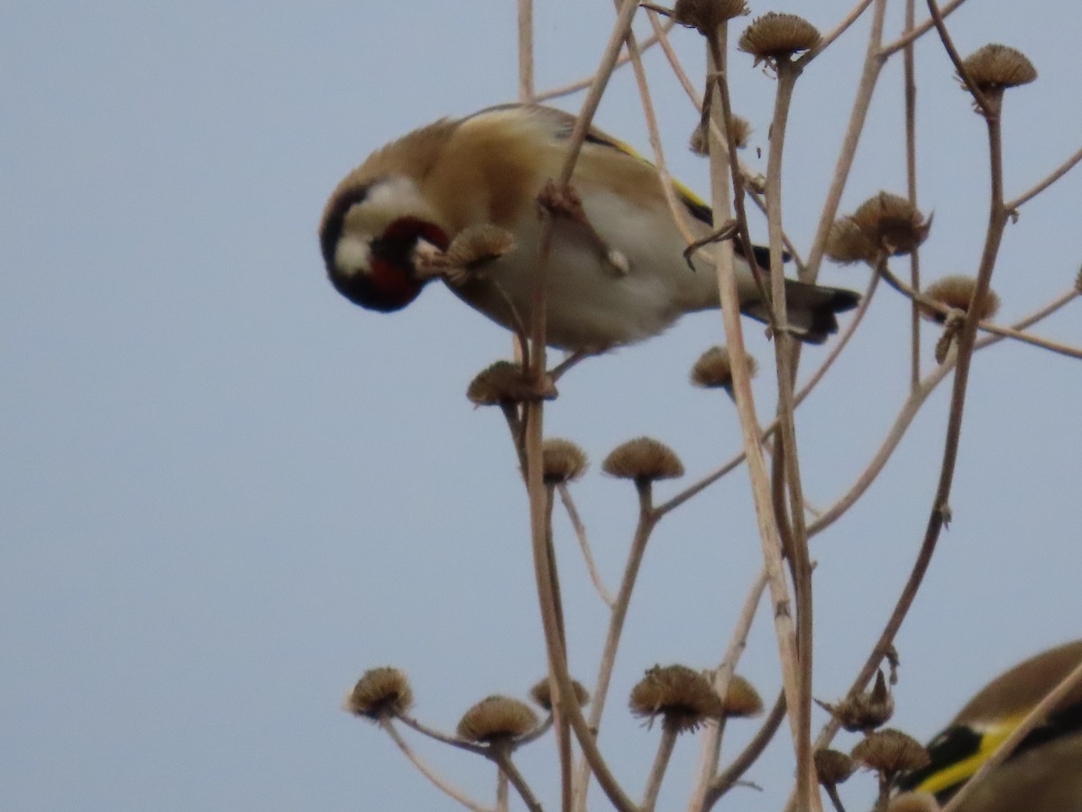 stehlík obecný - ML646896223