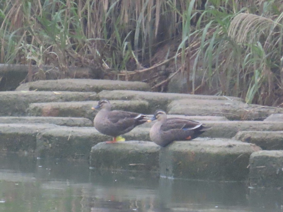 Eastern Spot-billed Duck - ML646896224