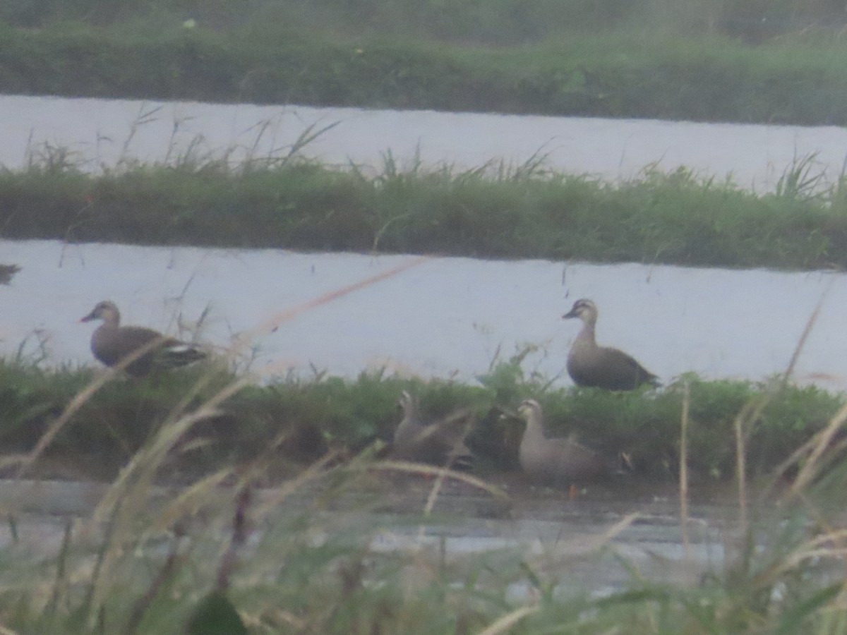 Eastern Spot-billed Duck - ML646896225