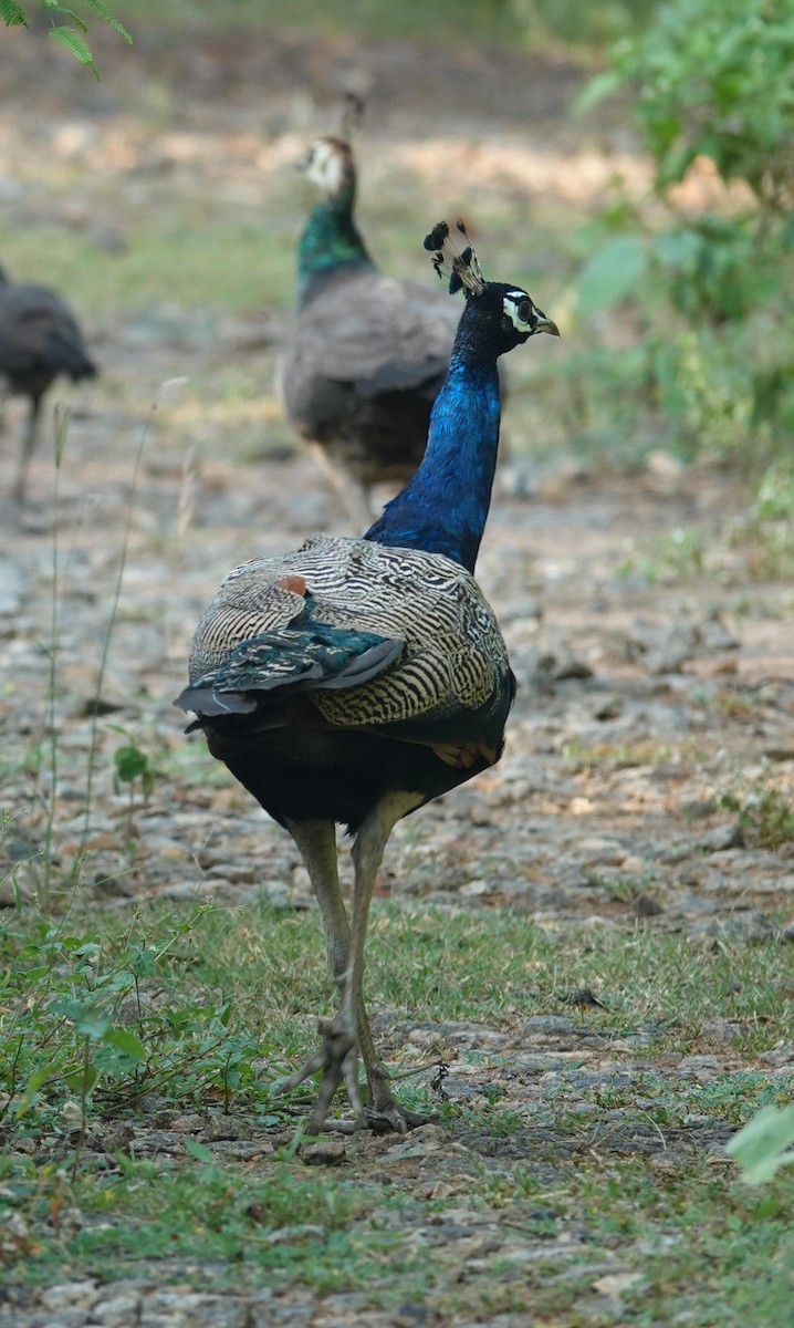 Indian Peafowl - ML646896228