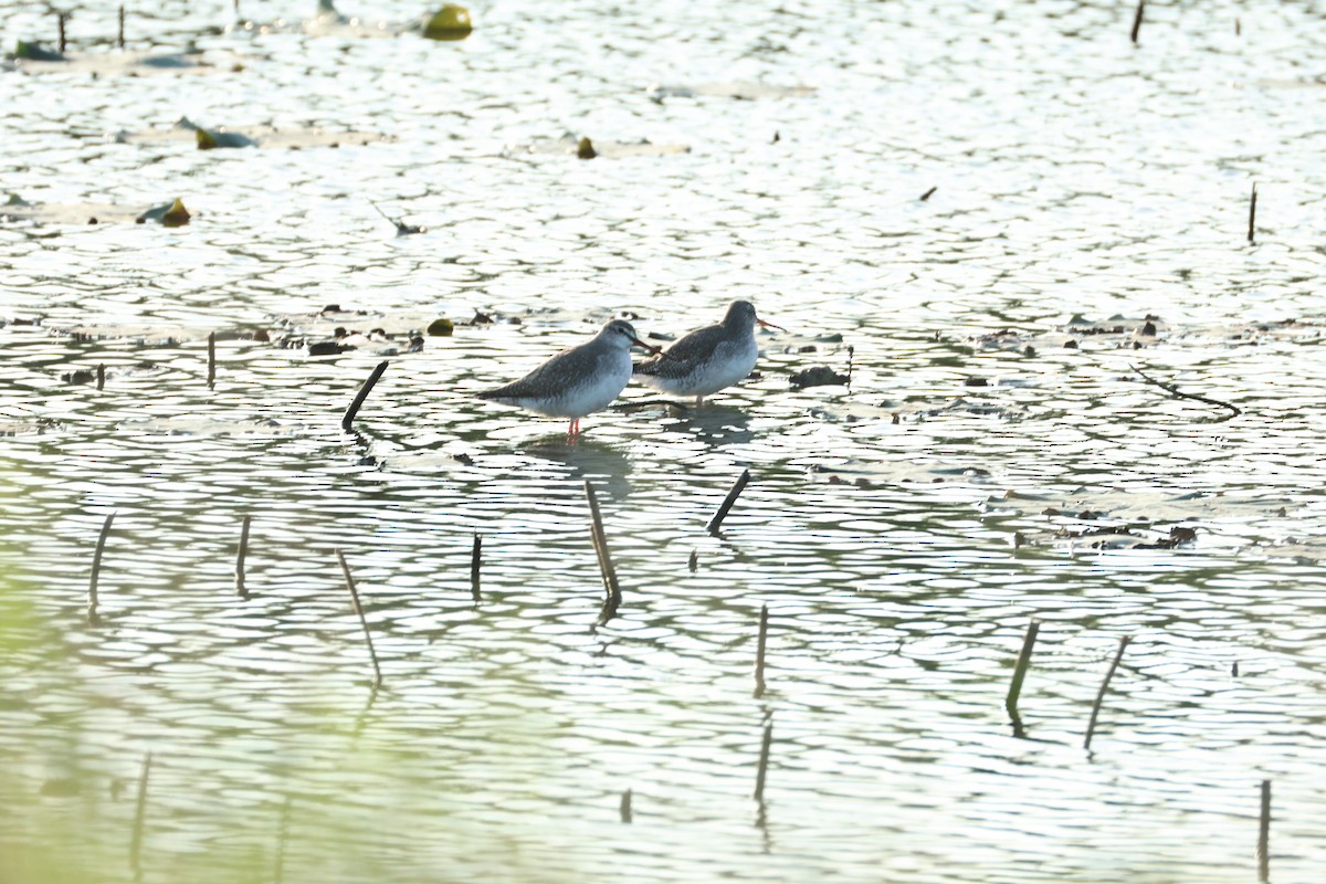 Spotted Redshank - ML646896229