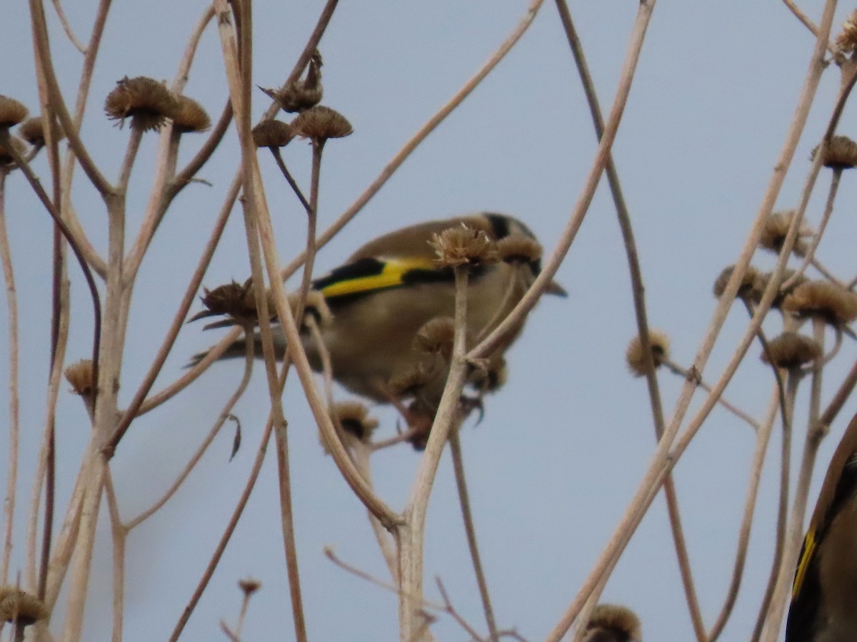 stehlík obecný - ML646896230