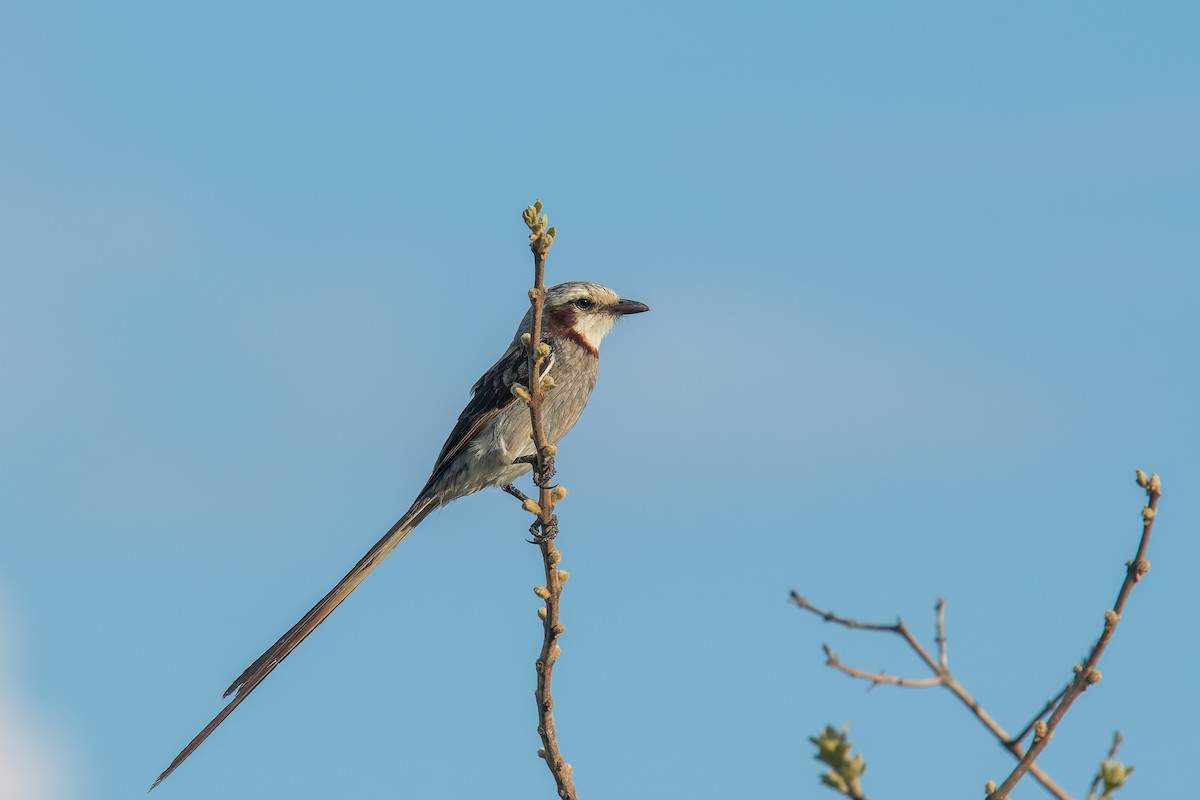 Ятапа-стернохвіст - ML646896232