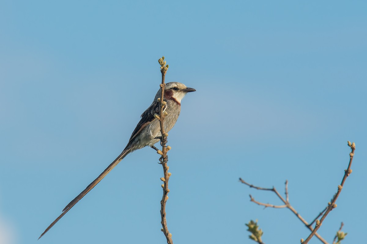 Ятапа-стернохвіст - ML646896233