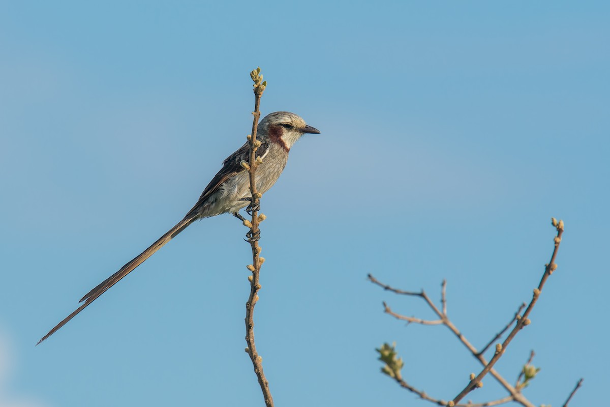 Ятапа-стернохвіст - ML646896234