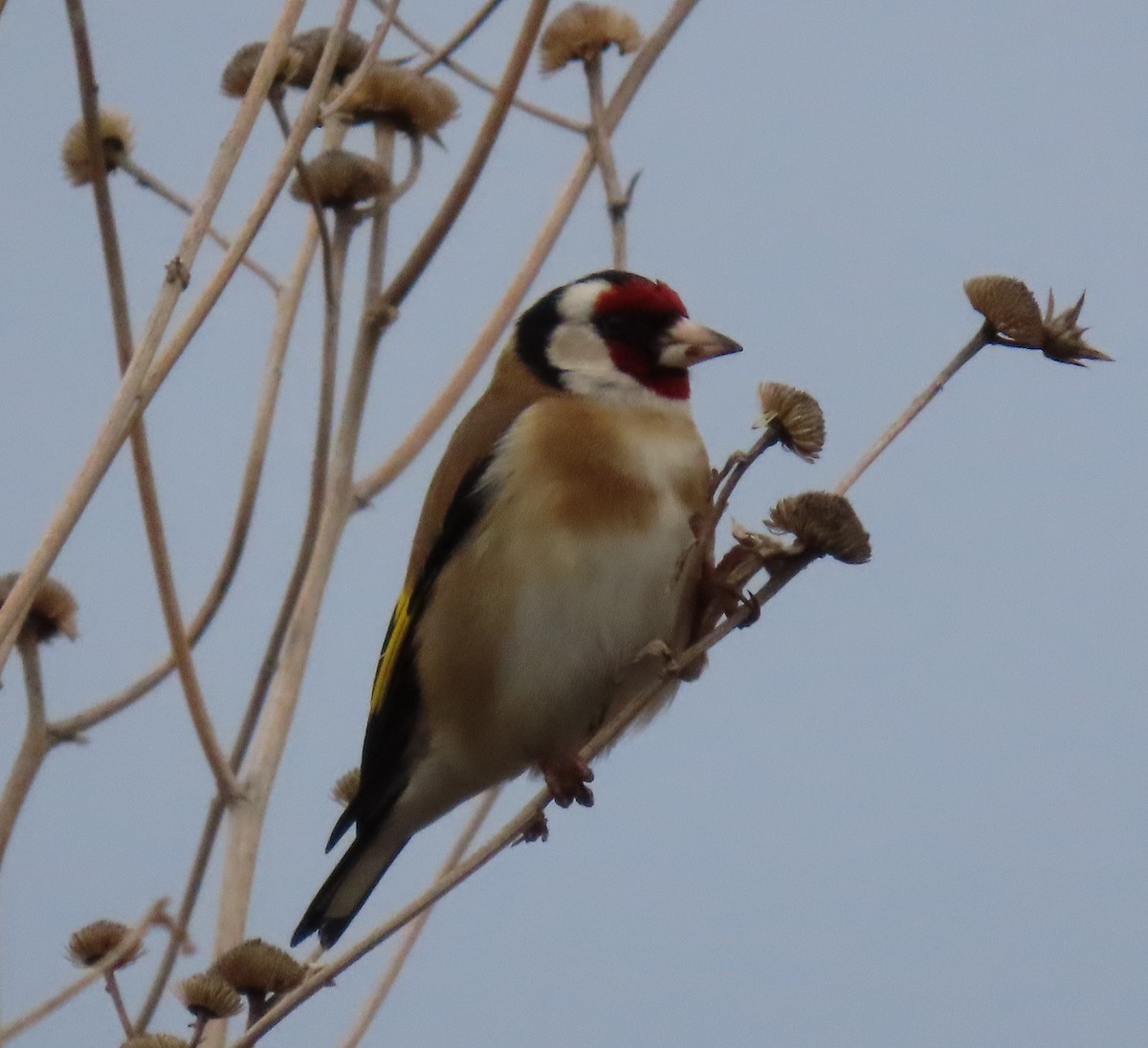 stehlík obecný - ML646896235