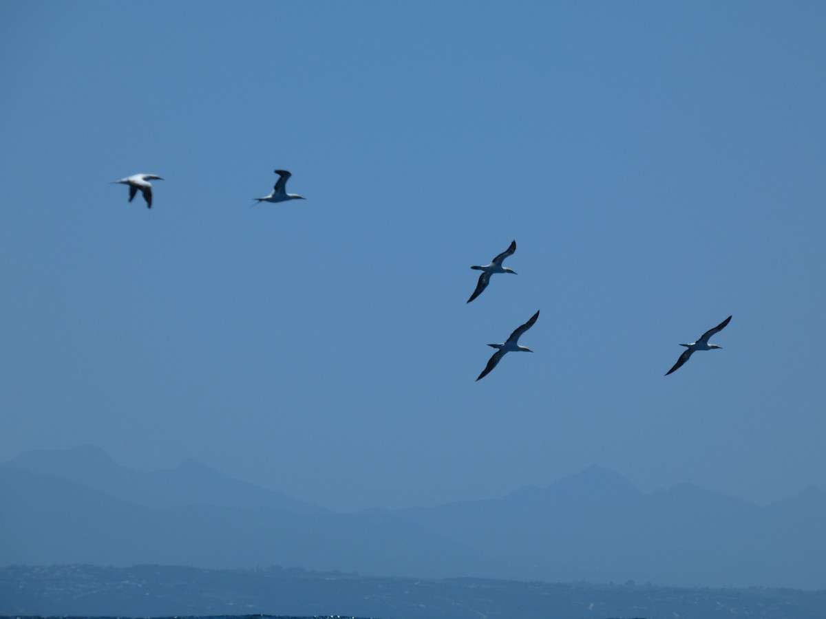 Cape Gannet - ML646896237
