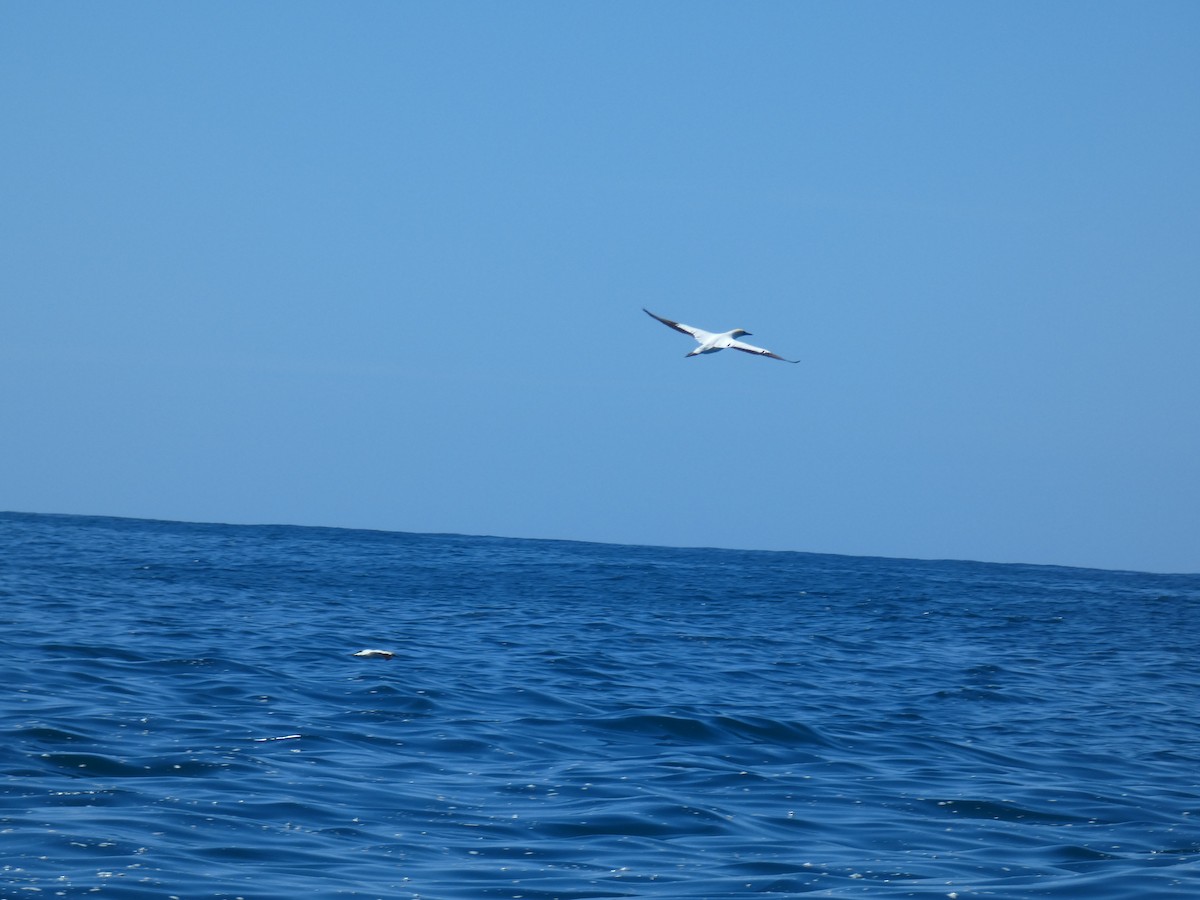 Cape Gannet - ML646896238