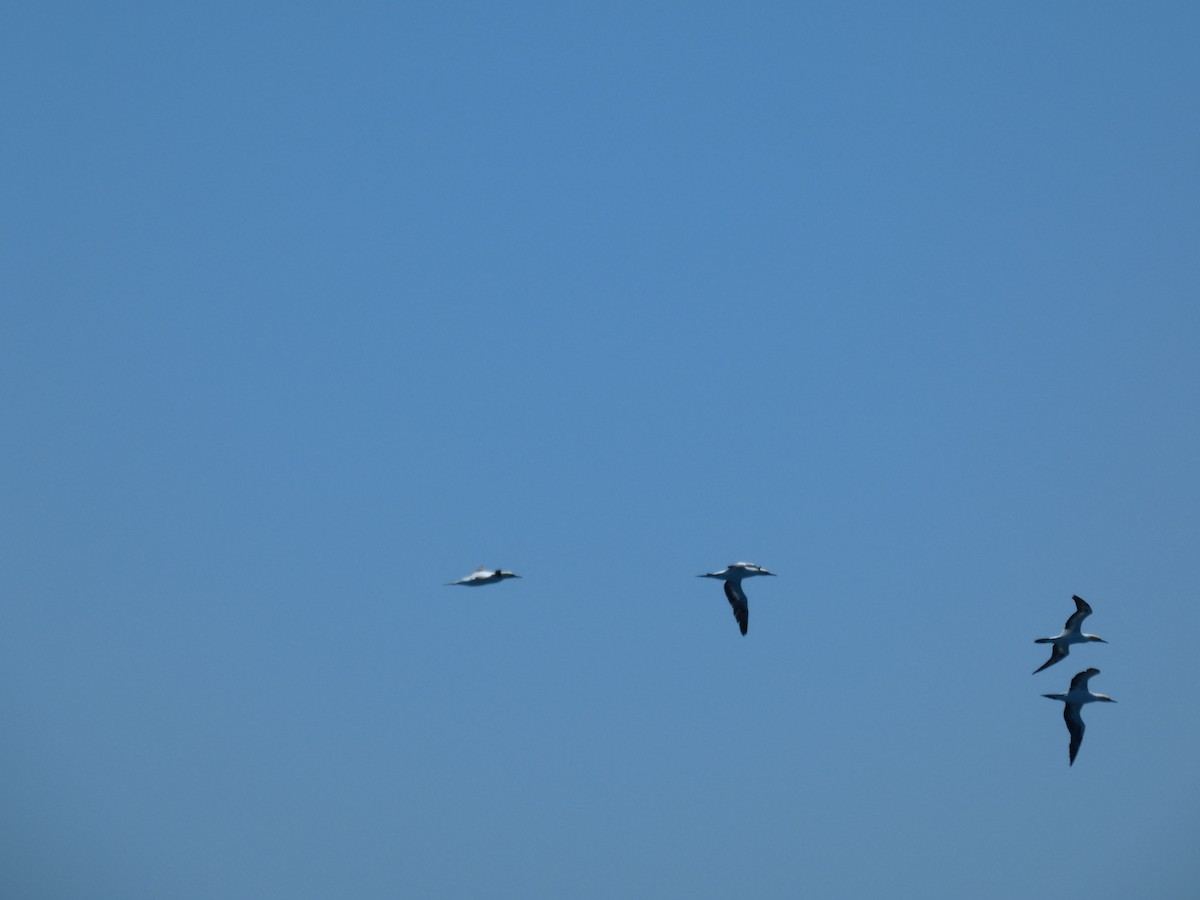 Cape Gannet - ML646896239