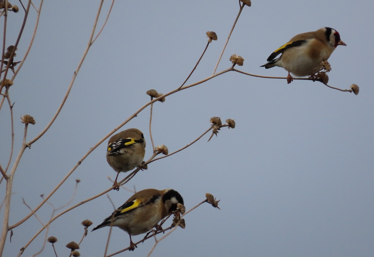 ゴシキヒワ - ML646896240