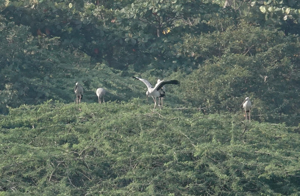 スキハシコウ - ML646896241