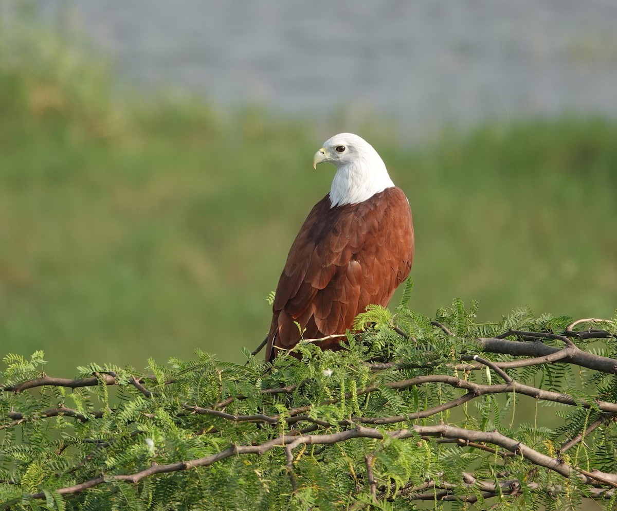 Шуліка королівський - ML646896254