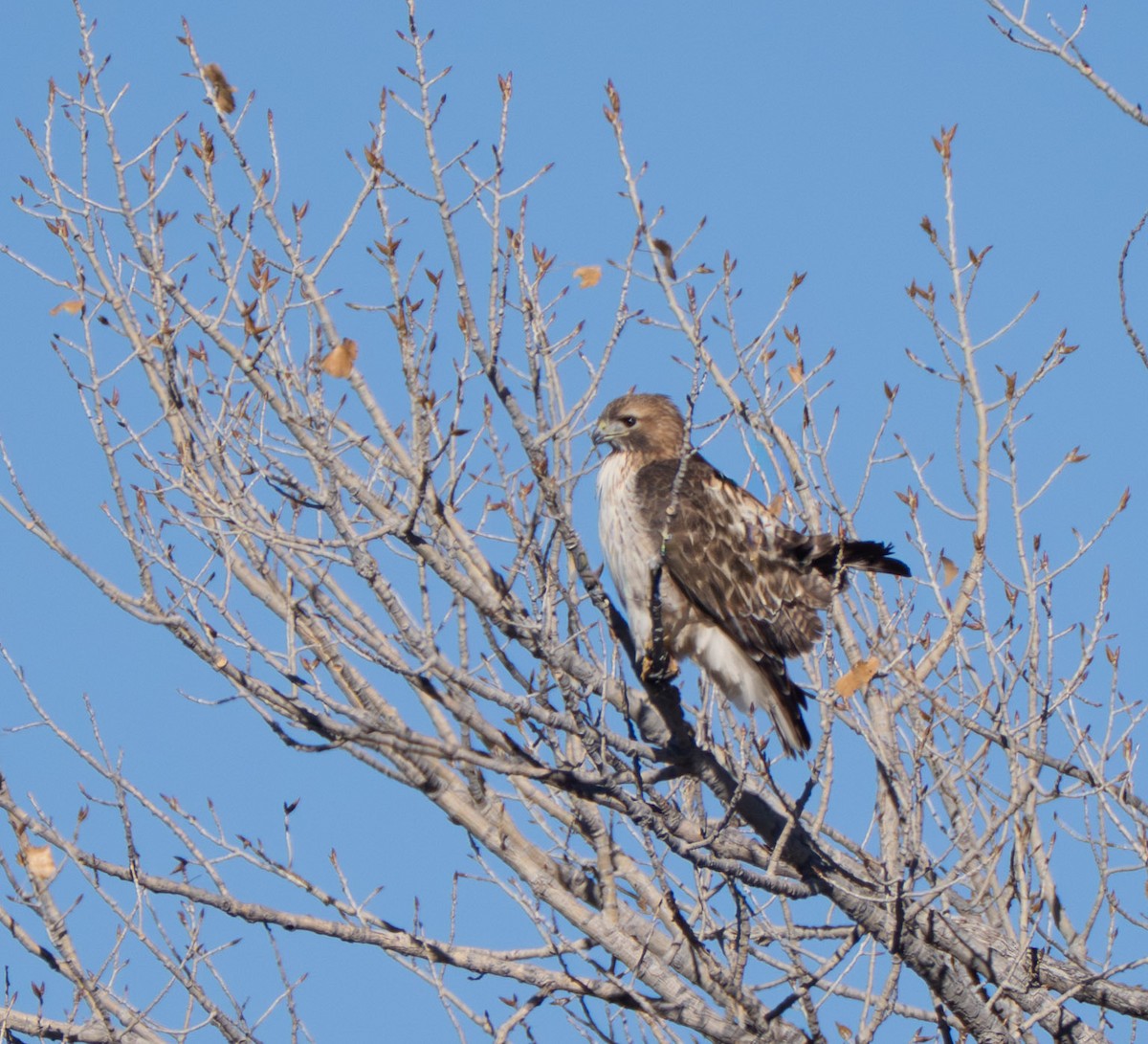 Red-tailed Hawk - ML646896257