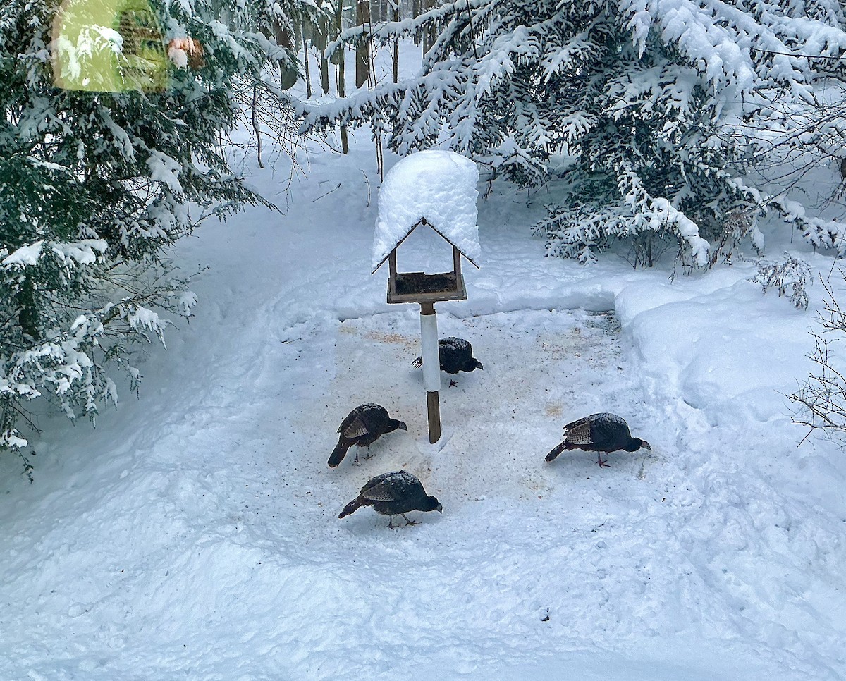 Guajolote Gallipavo - ML646896260