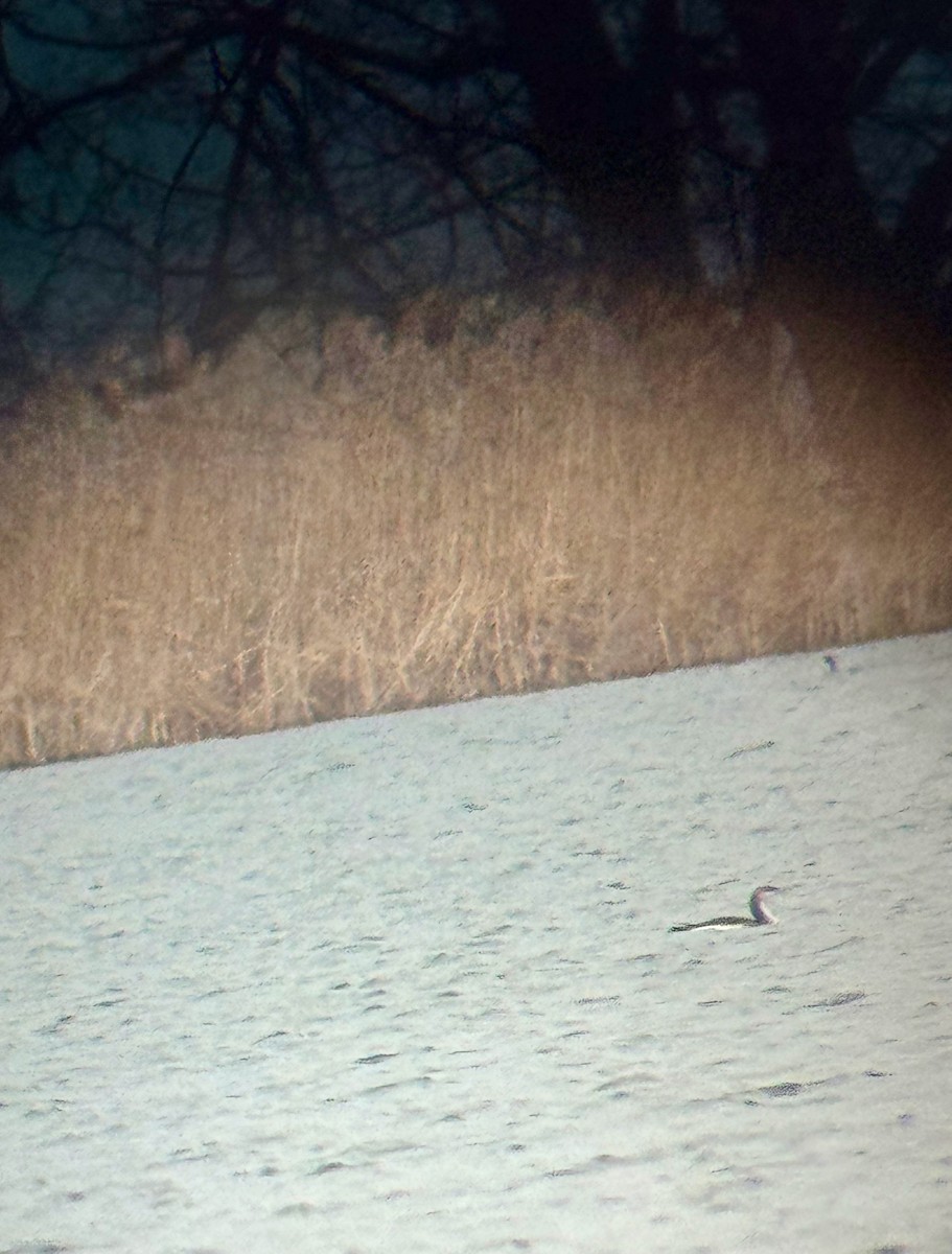 loon sp. - ML646896274