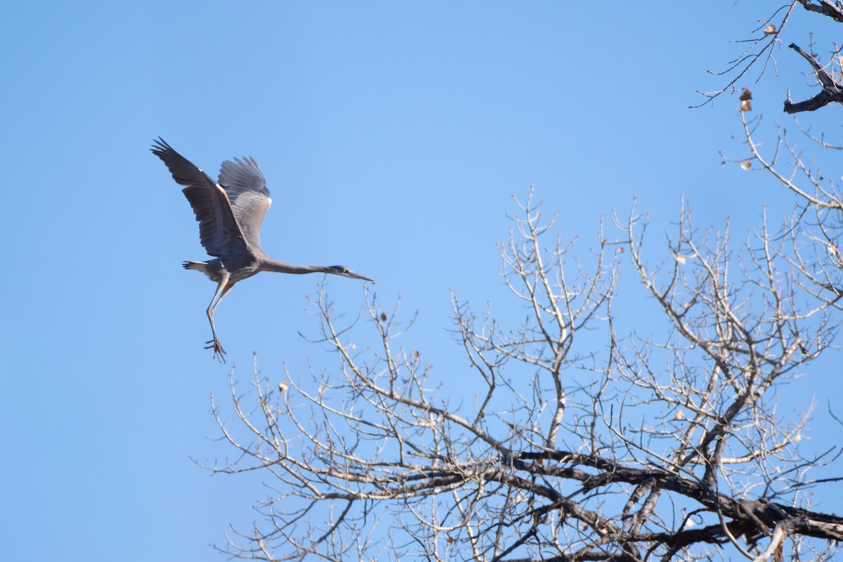 Great Blue Heron - ML646896275