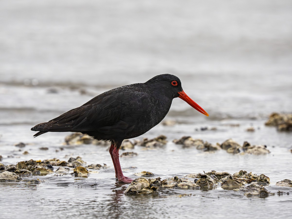 Yeni Zelanda Kara Poyrazkuşu - ML646896276