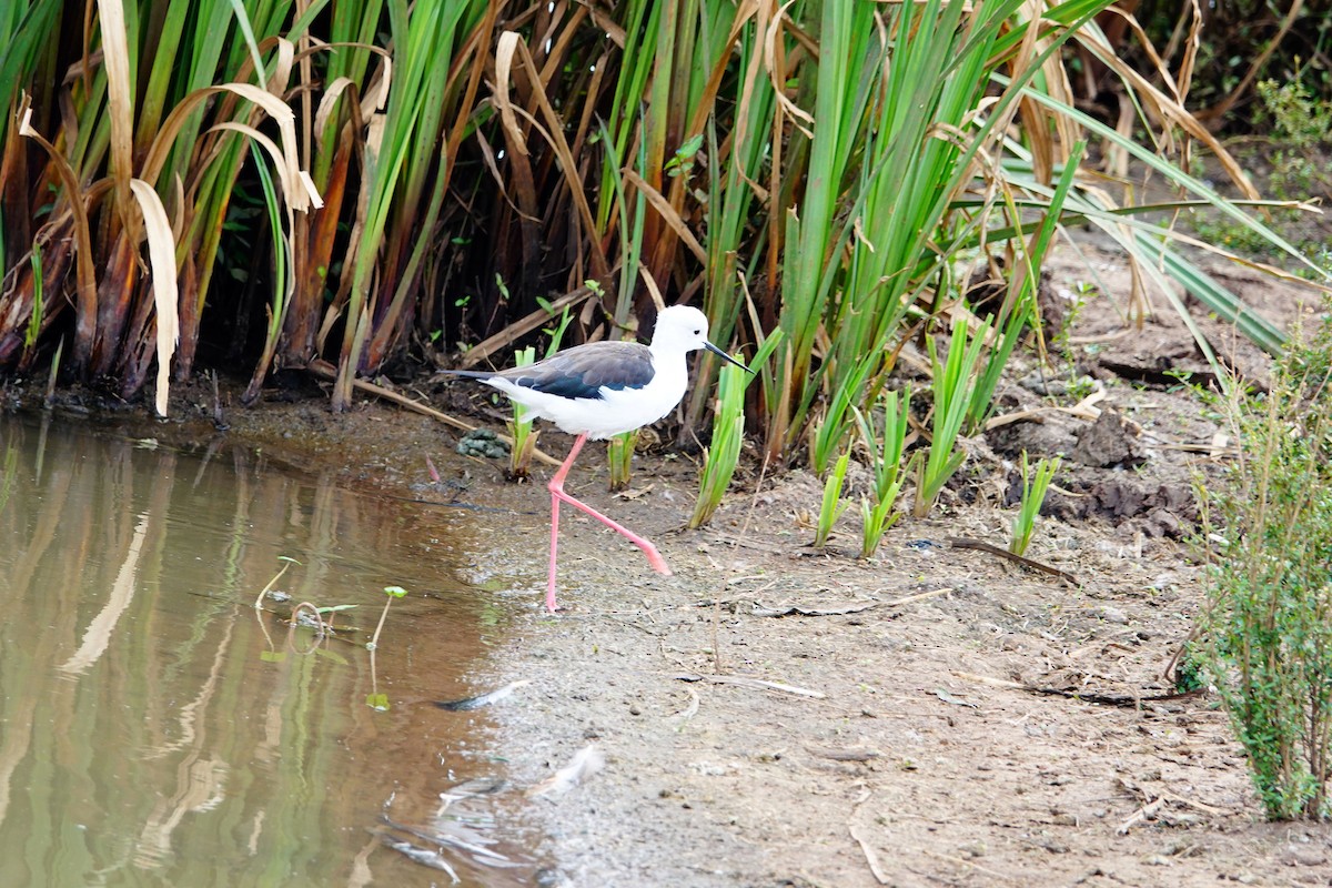 Black-winged Stilt - ML646896278