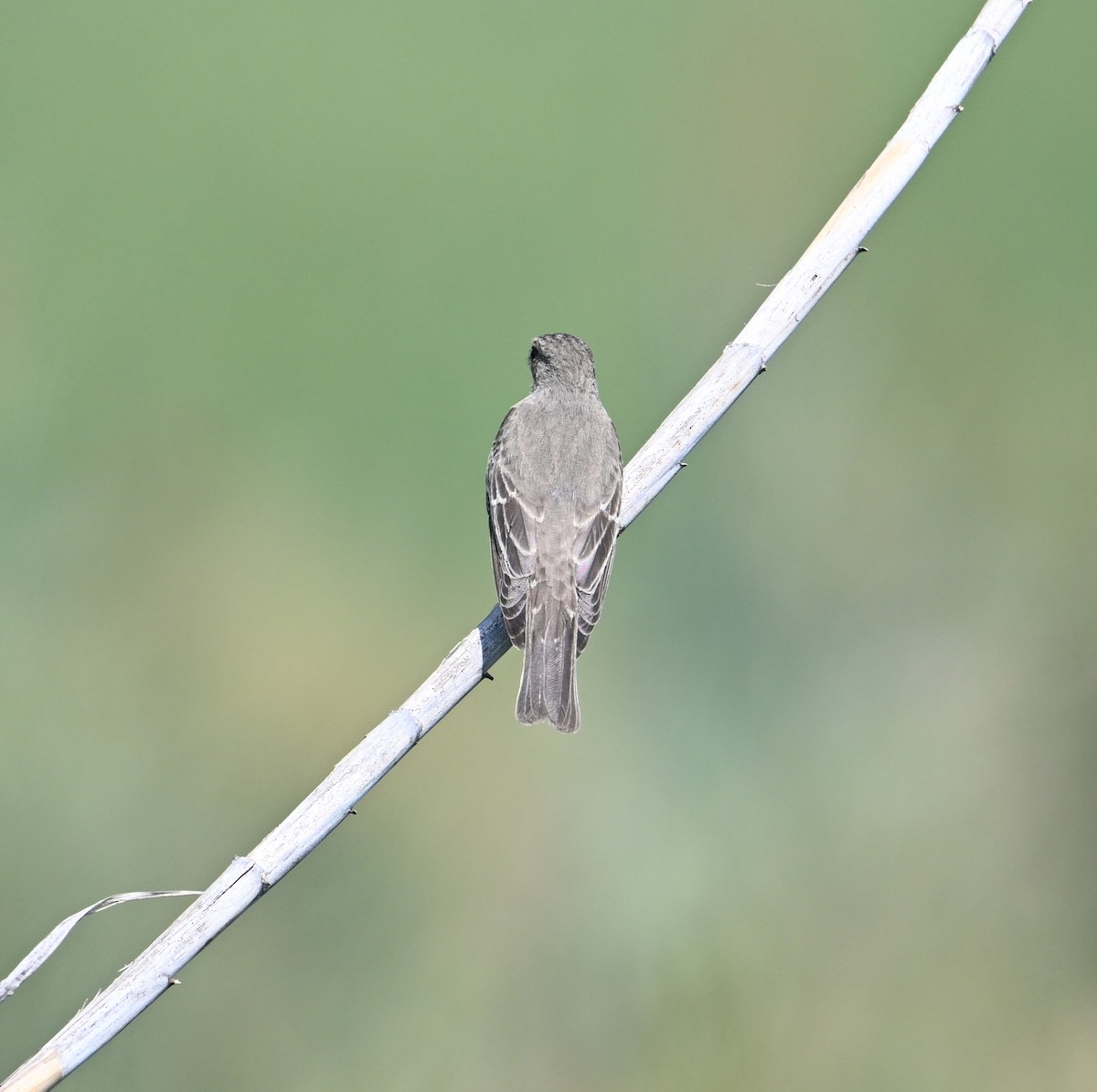 Мухоловка сіра - ML646896281