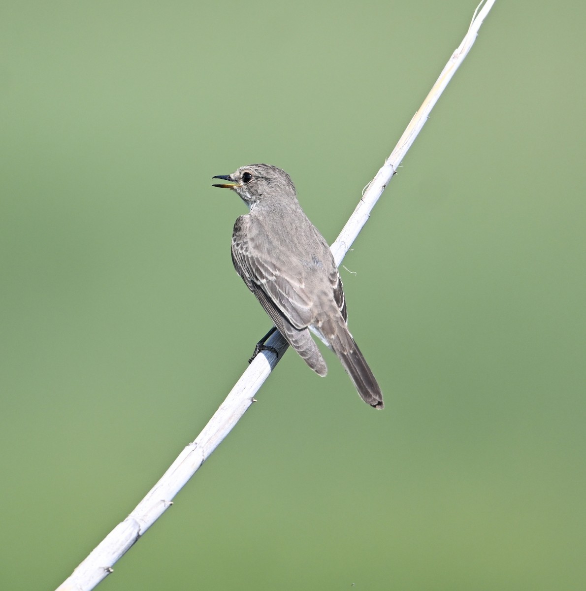 Мухоловка сіра - ML646896283