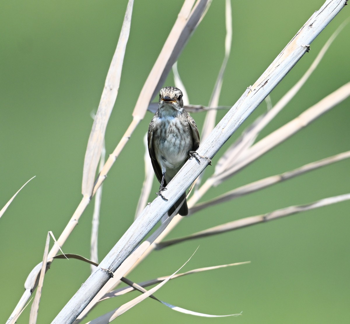 Мухоловка сіра - ML646896284