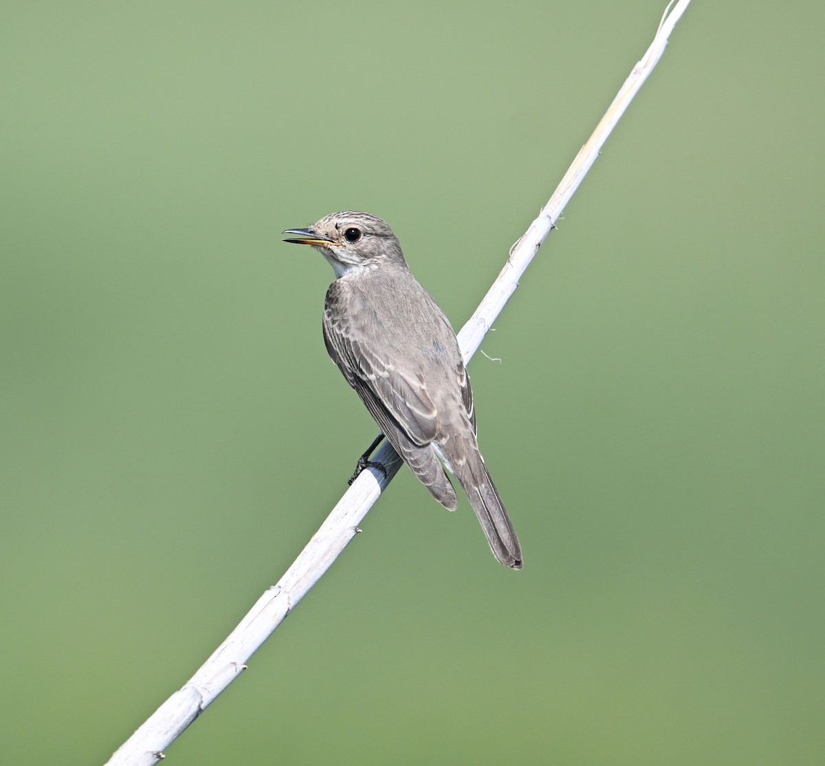 Мухоловка сіра - ML646896285