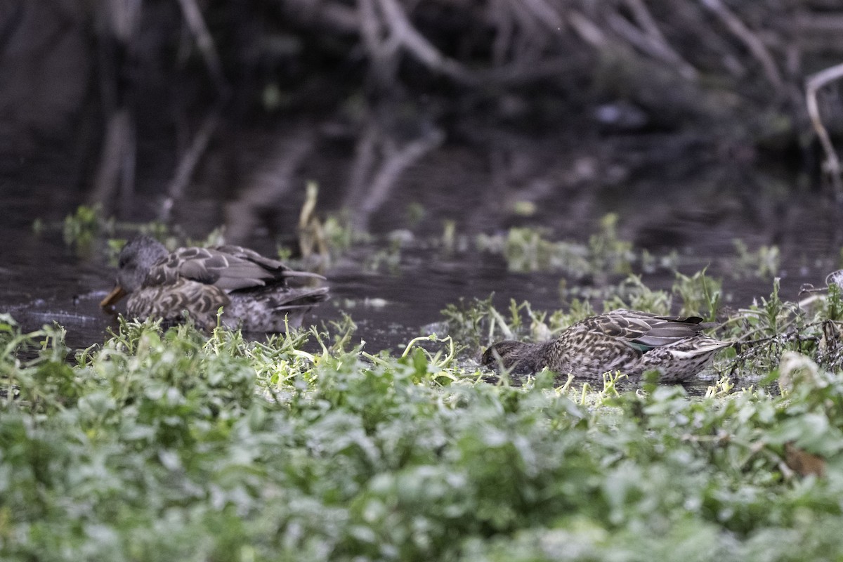 Sarcelle d'hiver - ML646896286